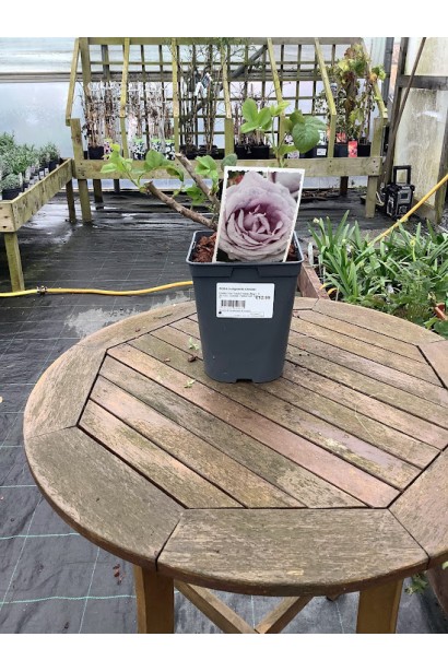 Роза плетистая Индиголетта в контейнере Р9